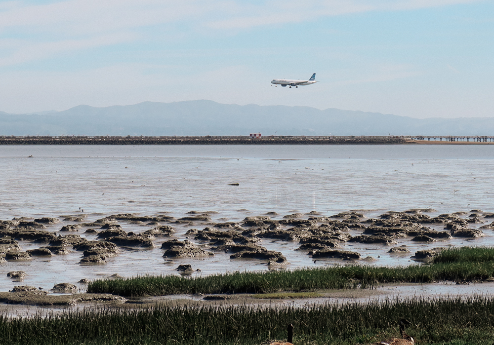 A plane landing near SFO international airport which is surrounded by water.